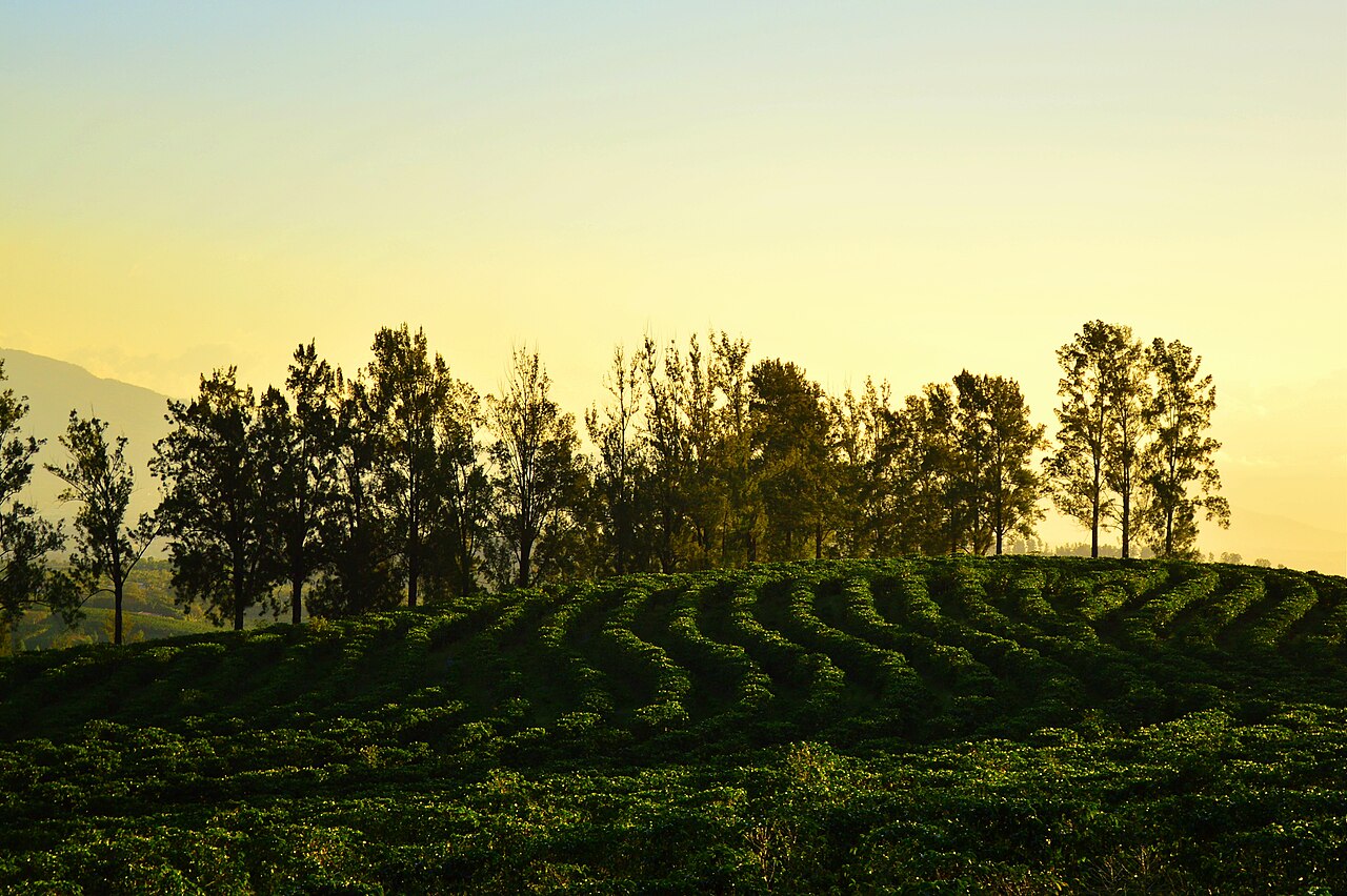 A coffee farm typical of the Perez Zeledon region