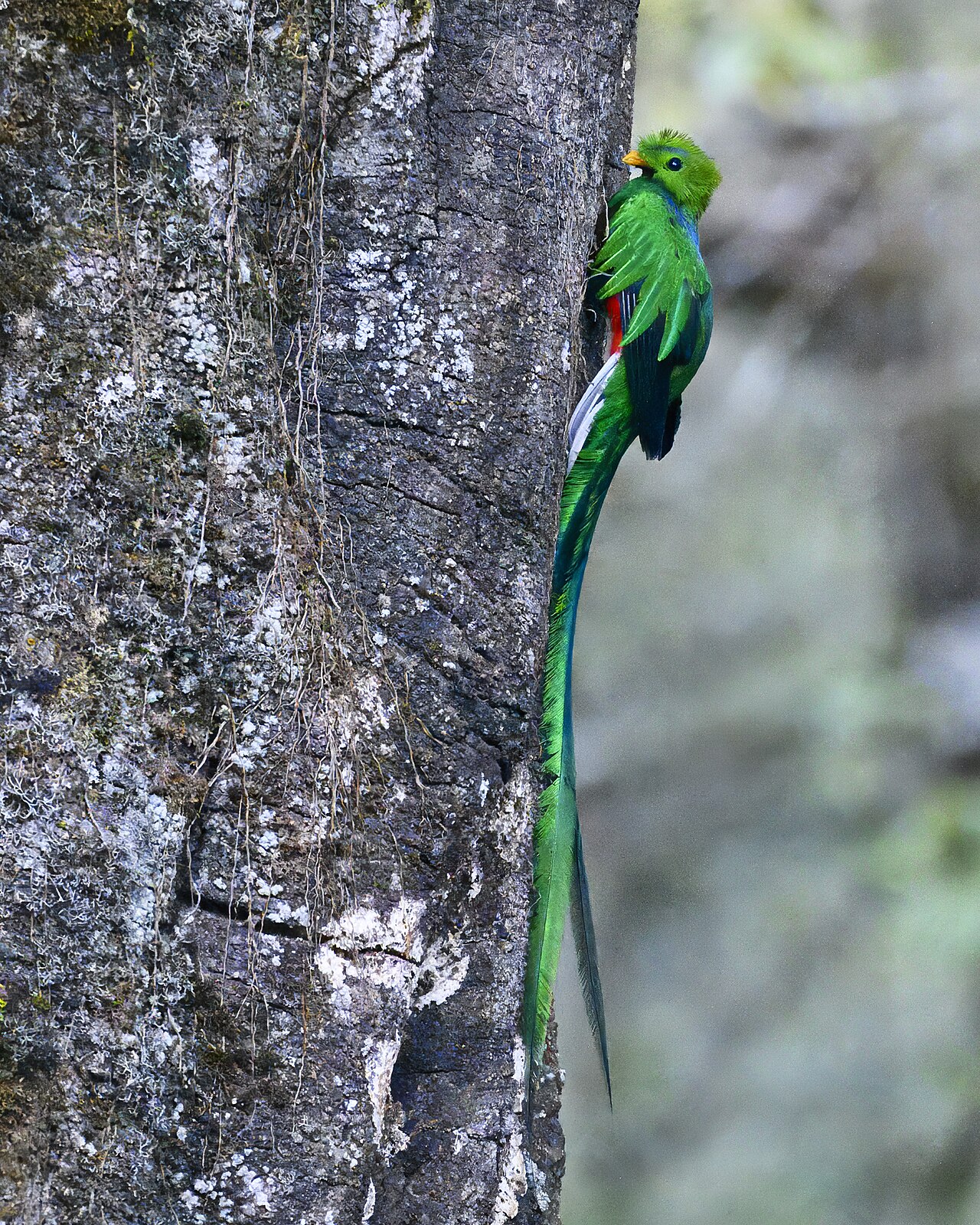 A resplendent quetzal near San Gerardo de Dota
