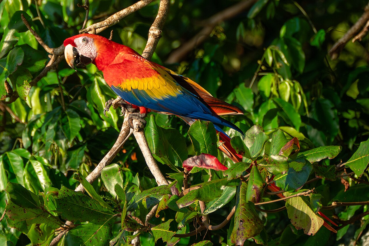 Scarlet macaws at Uvita beach
