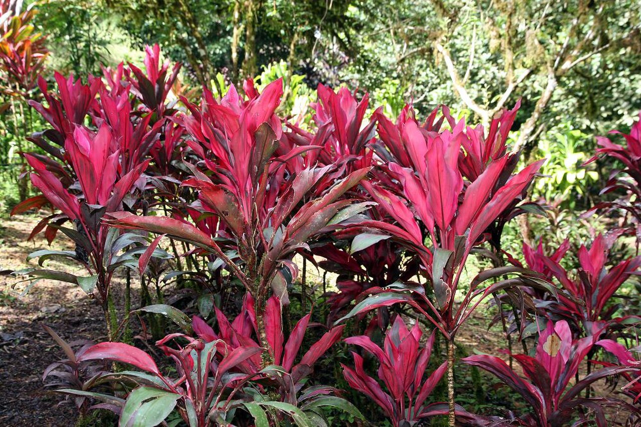 Wilson Botanical Garden near San Vito