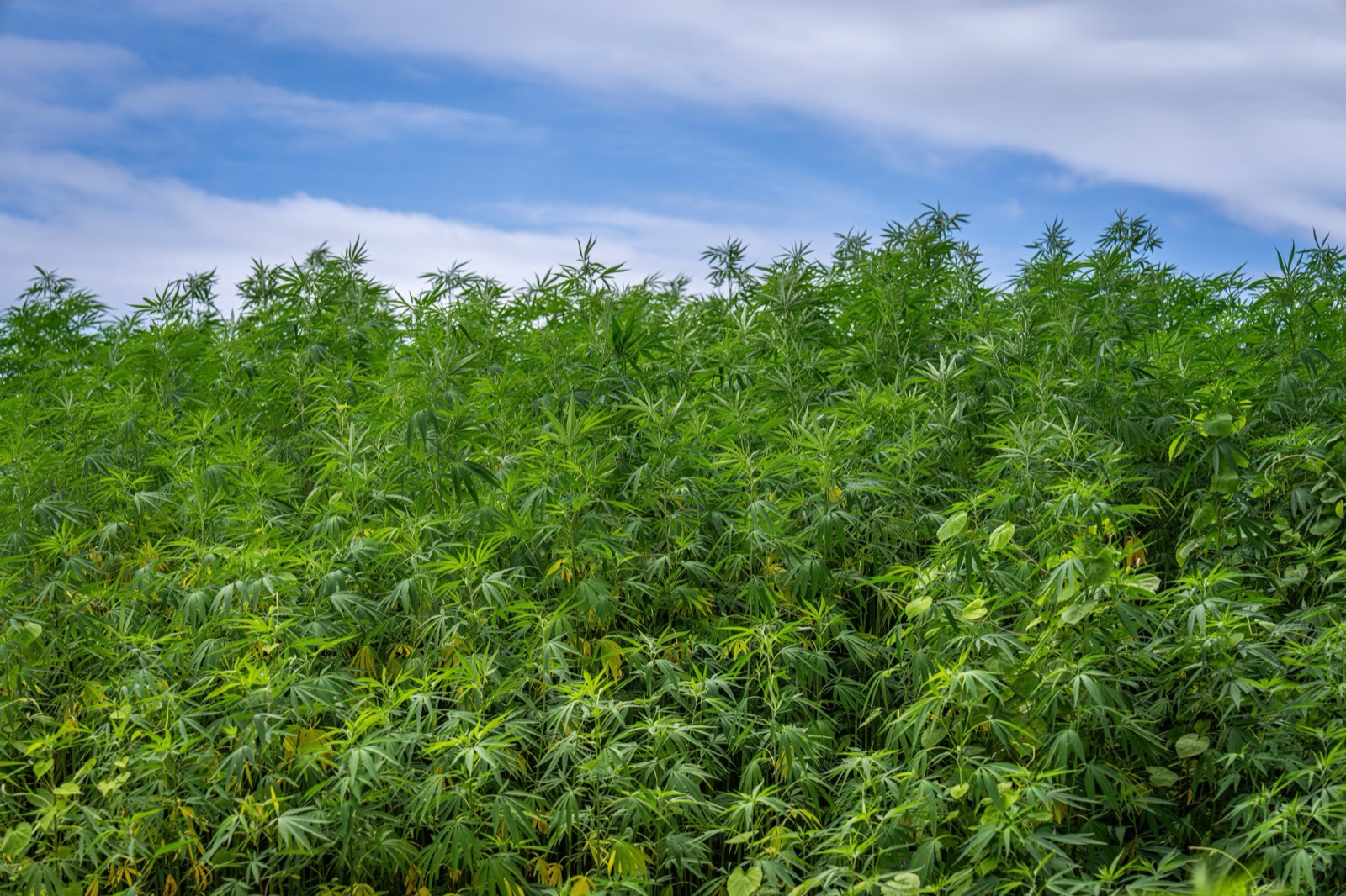 A field of industrial hemp under a blue sky