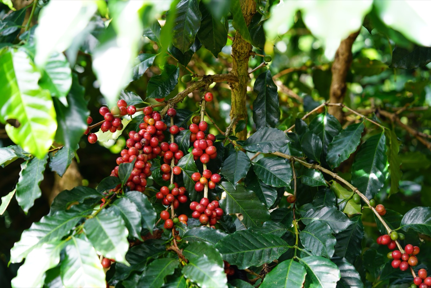 Ripe coffee cherries in the Chiriquí highlands — Volcán's cool elevation is prime Panama coffee country